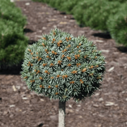 Кипарисовик туполистий 'Filicoides'